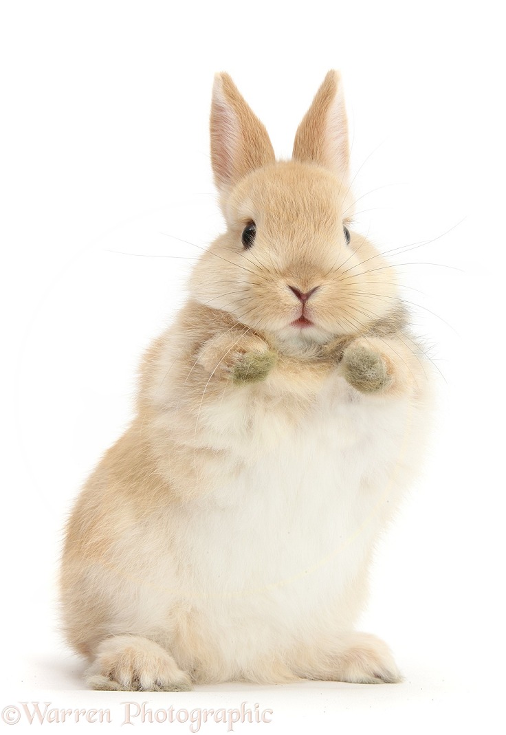 Little baby Netherland Dwarf cross rabbit with paws up, white background