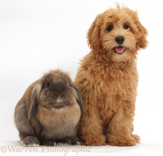 Cute red toy Goldendoodle puppy, Flicker, 12 weeks old, sitting with Lionhead Lop rabbit, Dibdab, white background