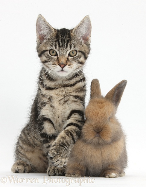 Tabby kitten, Fosset, 12 weeks old, with baby Lionhead-cross rabbit, white background
