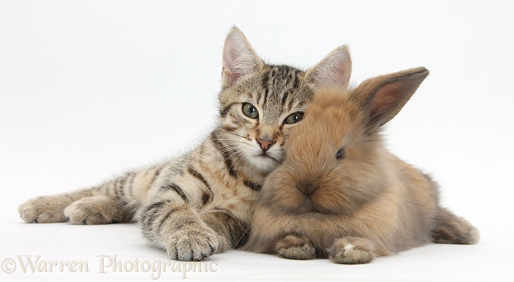 Tabby kitten, Stanley, 3 months old, with baby Lionhead-cross rabbit, white background