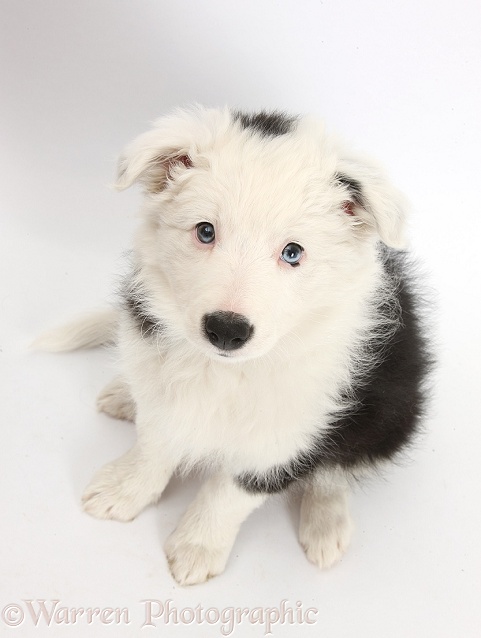 Black-and-white Border Collie bitch pup, Ice, 9 weeks old, sitting and looking up, white background