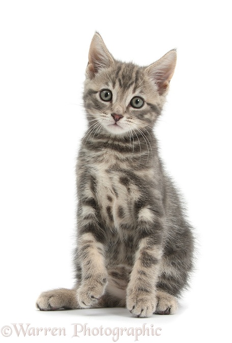 Tabby kitten, Max, 9 weeks old, sitting, white background