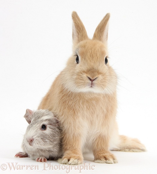 Sandy Netherland Dwarf bunny and baby Guinea pig, white background