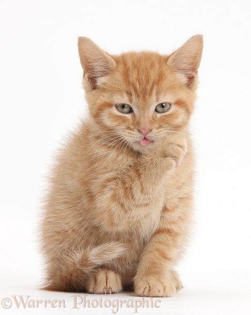 Ginger kitten preparing to wash, white background