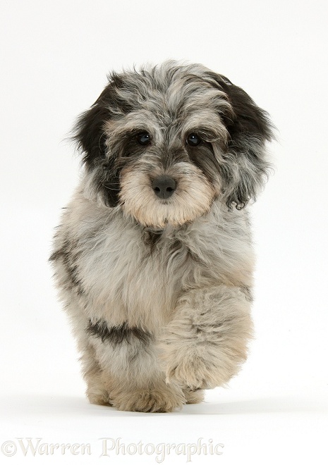Fluffy black-and-grey Daxie-doodle pup, Pebbles, trotting forward, white background
