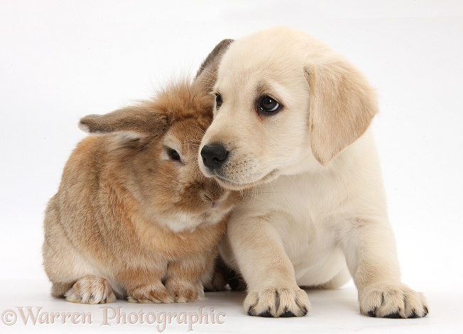 Yellow Labrador Retriever puppy, 8 weeks old, with Lionhead-cross rabbit, Tedson, white background