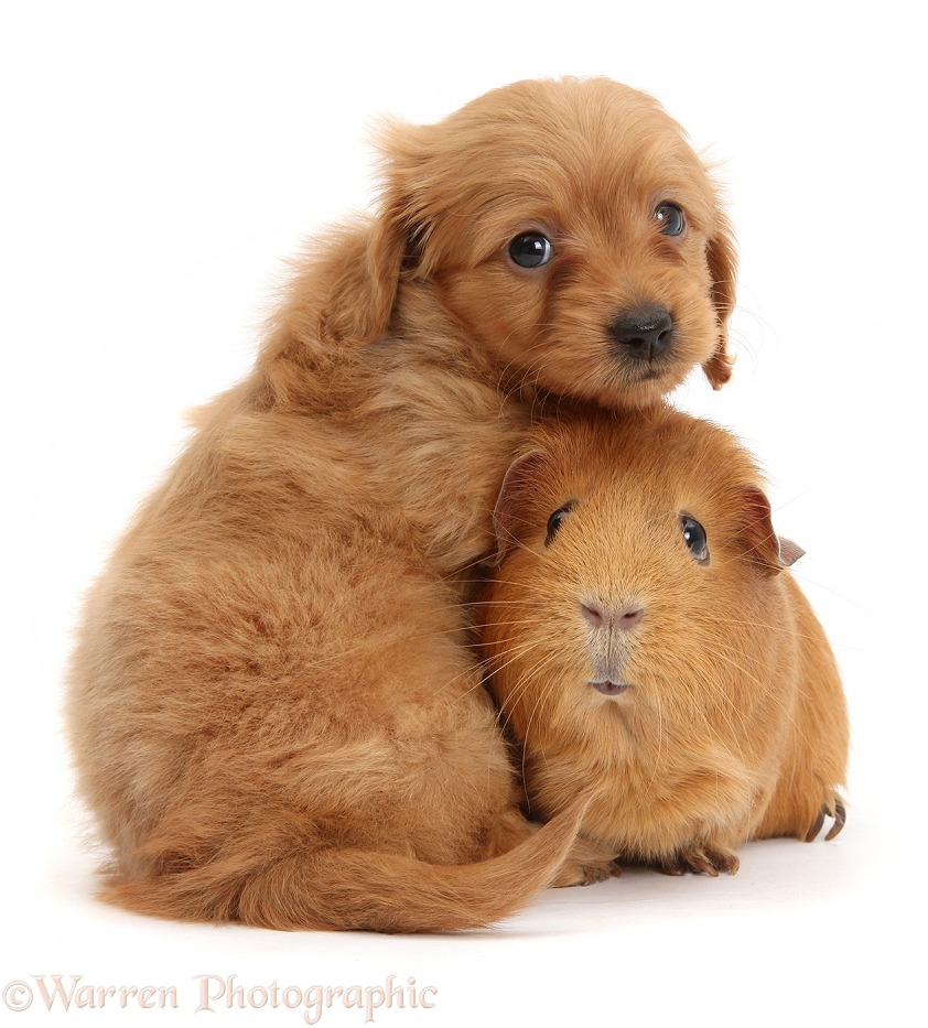 Red Daxiedoodle pup, 6 weeks old, and Guinea pig, white background