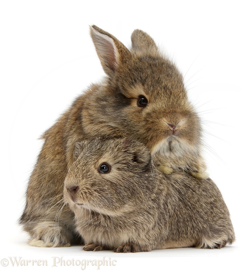 Young agouti rabbit and Guinea pig, white background