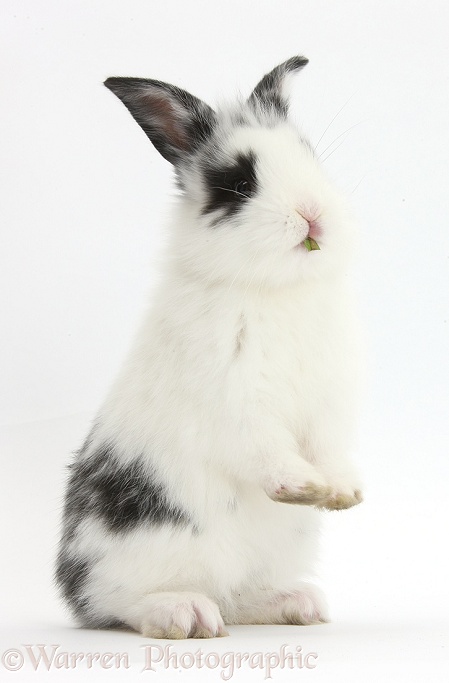 Young rabbit standing up on haunches, white background