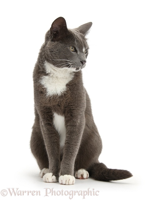 Blue-and-white Burmese-cross cat, Levi, sitting and looking to the side, white background