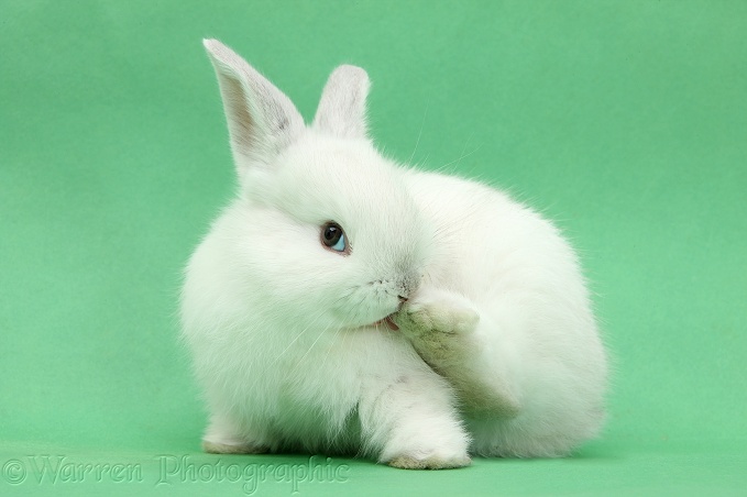 White rabbit licking his hind foot on green background