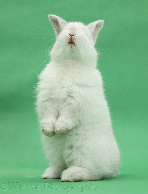 White rabbit standing up on green background