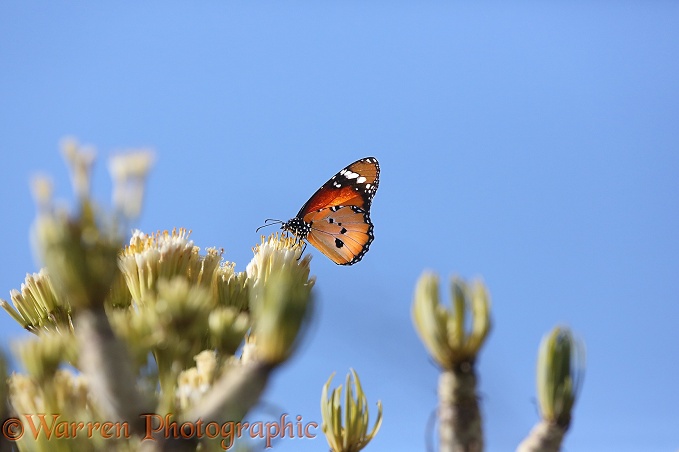 African Monarch Butterfly (Danaus chrysippus) on Canary Island Milkweed (Euphorbia balsamifera)