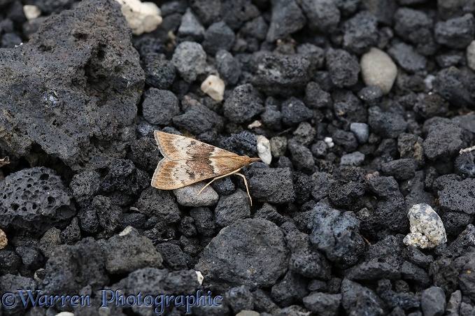 Pyralid moth (unidentified)