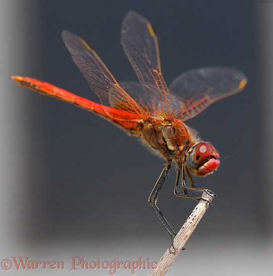 Red-veined Darter dragonfly (Sympetrum fonscolombii)