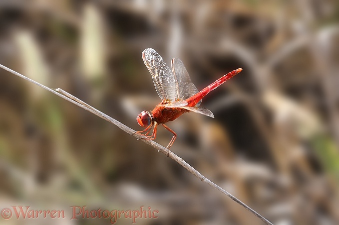 Scarlet Darter dragonfly (Crocothemis erythraea)