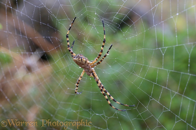 Spider (Argiope lobata) with rain drops