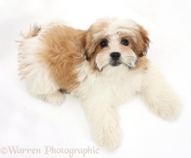 Maltese x Shih-tzu pup, Leo, 13 weeks old, lying and looking up, white background