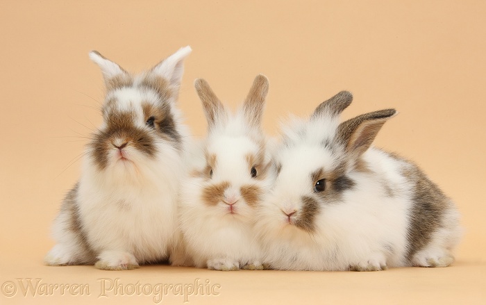 Three young brown-and-white rabbits on beige background