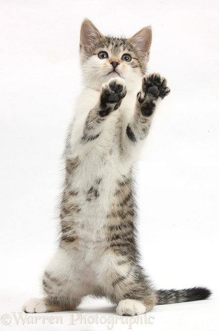 Tabby-and-white kitten standing with paws up, white background
