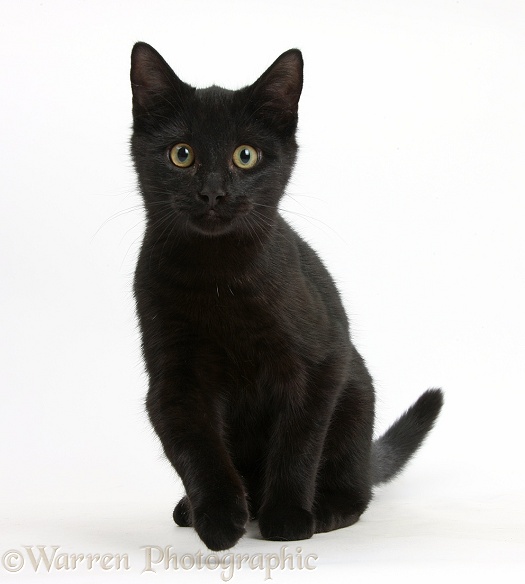 Black cat sitting, white background