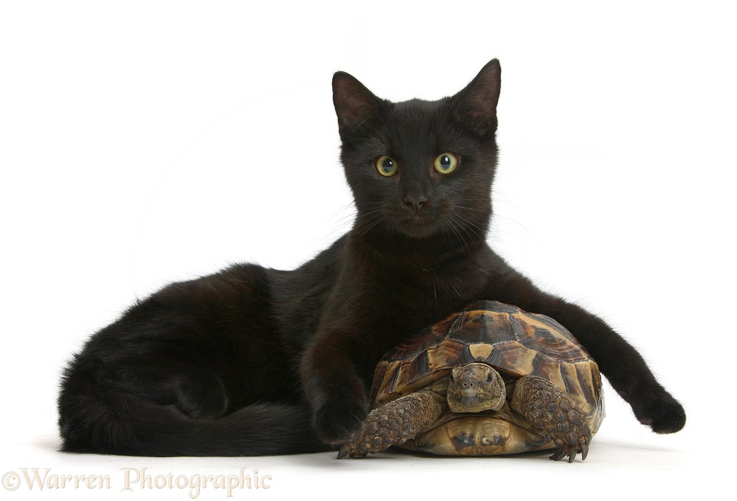 Black cat lounging on a tortoise, white background