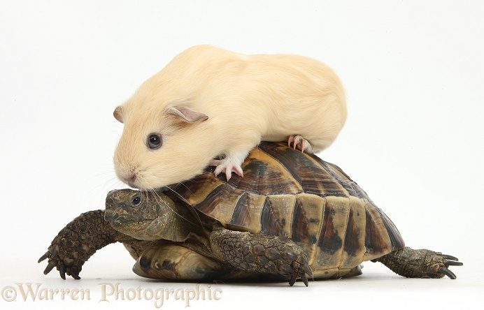 Young yellow Guinea pig riding on a tortoise, white background