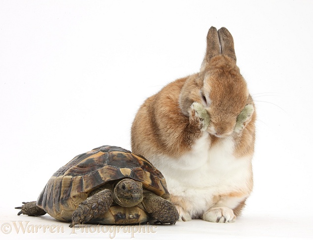 Netherland Dwarf-cross rabbit, Peter, with a tortoise, white background