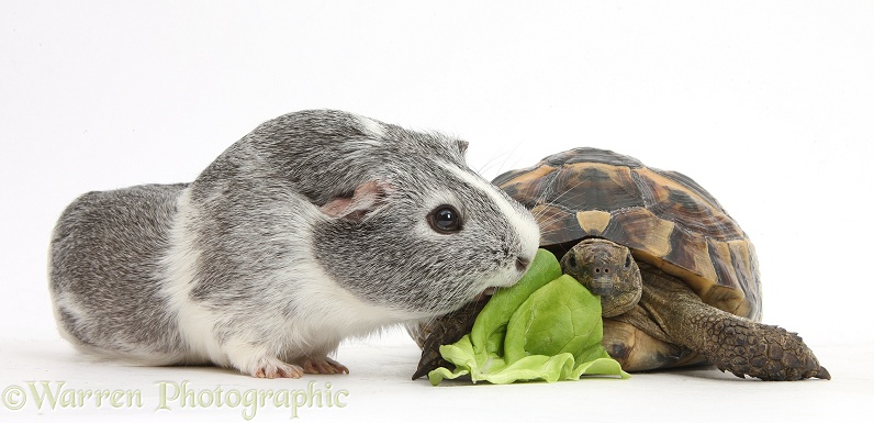Guinea pig and tortoise sharing a lettuce leaf, white background