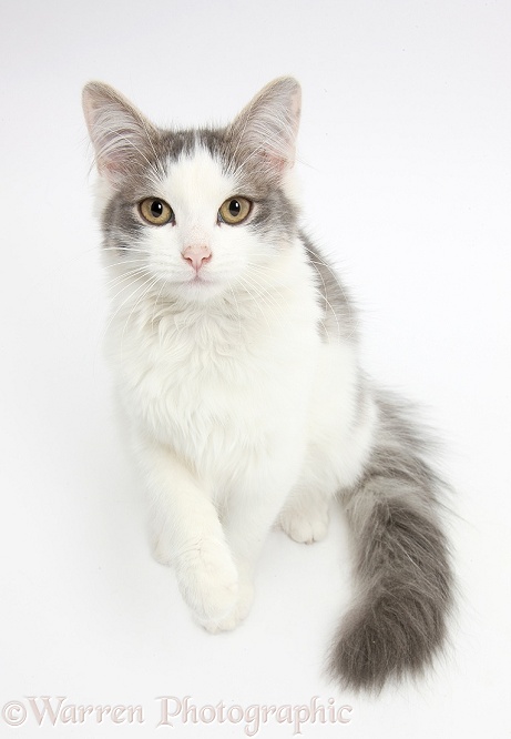 Grey-and-white female cat, Dottie, 5 months old, looking up with a raised paw, white background