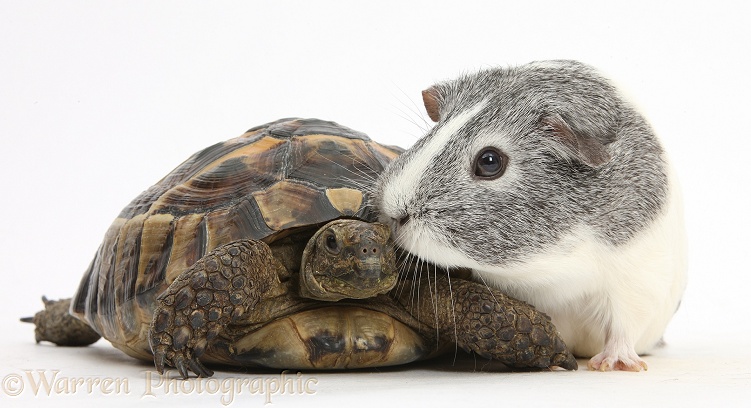 Guinea pig with a tortoise, white background