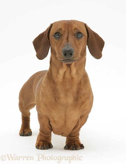 Red smooth-haired Miniature Dachshund bitch, standing, white background