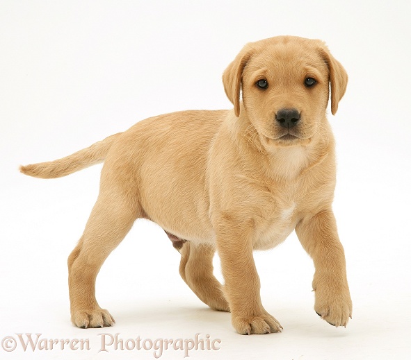 Yellow Labrador Retriever pup, 8 weeks old, standing with paw slightly raised, white background