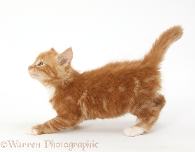 Ginger kitten, Butch, 8 weeks old, about to leap, white background