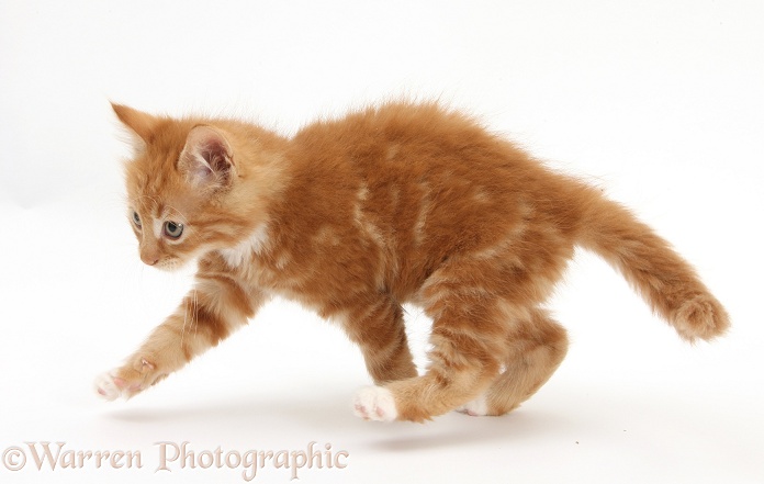 Ginger kitten, Butch, 8 weeks old, running, white background