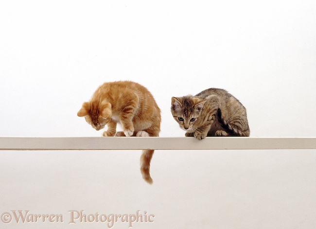 Two cats looking down from a high narrow shelf, white background