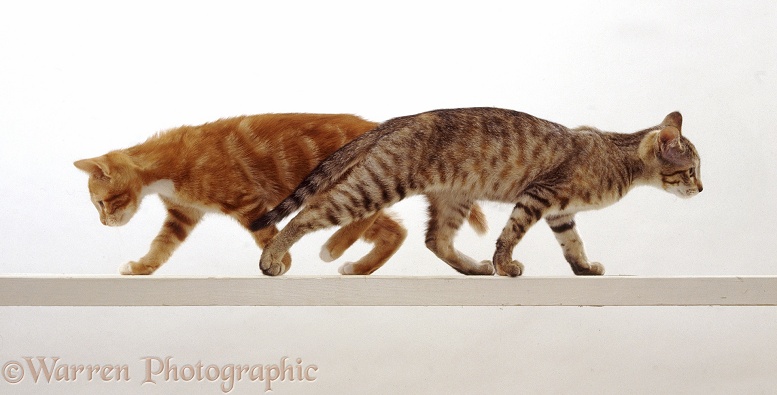 Two cats walking along a high narrow beam, white background
