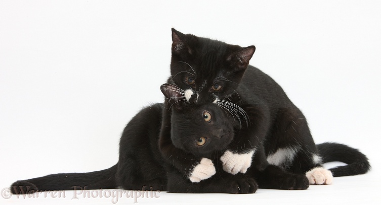 Black and Black-and-white tuxedo male kittens, Tuxie and Buxie, 3 months old, embracing, white background