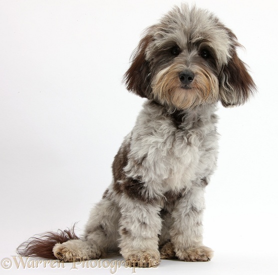 Fluffy black-and-grey Daxie-doodle, Pebbles, sitting, white background