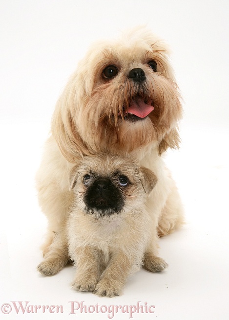 Shih-Tzu bitch with her Pugzu (Pug x Shih-Tzu) pup, white background