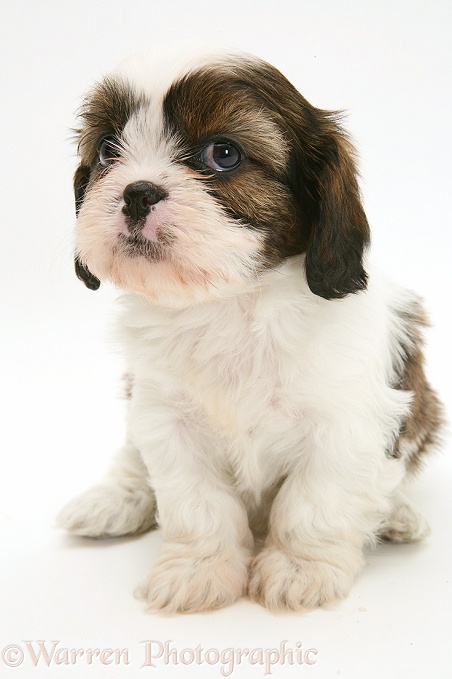 Cavazu (Cavalier King Charles Spaniel x Shih-Tzu) pup sitting looking up, white background