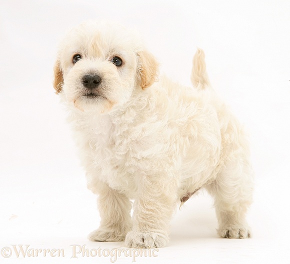 Woodle (West Highland White Terrier x Poodle) pup standing, white background