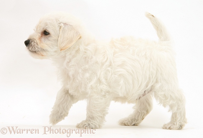 Woodle (West Highland White Terrier x Poodle) pup walking across, white background