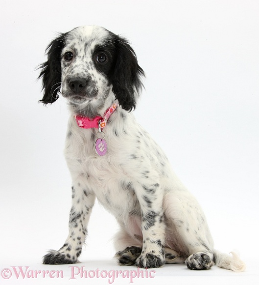 Black-and-white Border Collie x Cocker Spaniel puppy, 11 weeks old, sitting and wearing pink collar, white background