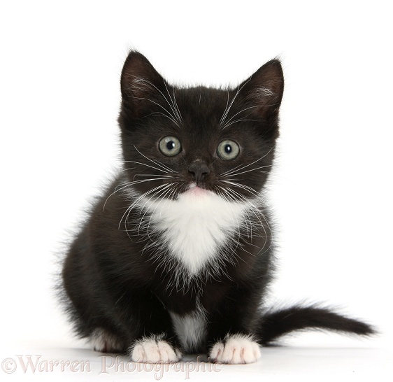 Black-and-white kitten sitting, white background