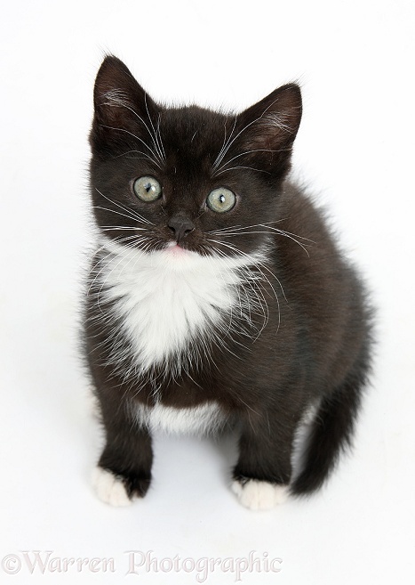 Black-and-white kitten sitting and looking up, white background