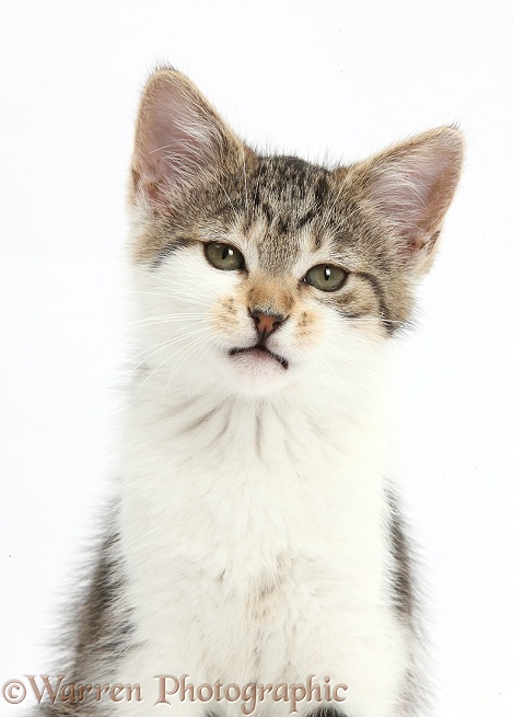Tabby-and-white kitten, white background