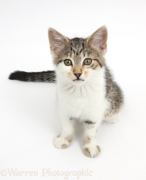 Tabby-and-white kitten sitting and looking up, white background