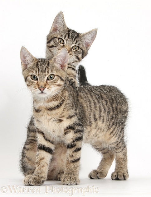Tabby kitten, Fosset, 3 months old, with paws up on his brother, Stanley, white background