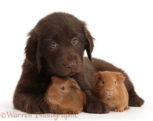 Liver Flatcoated Retriever puppy, 6 weeks old, with two baby Guinea pigs, white background